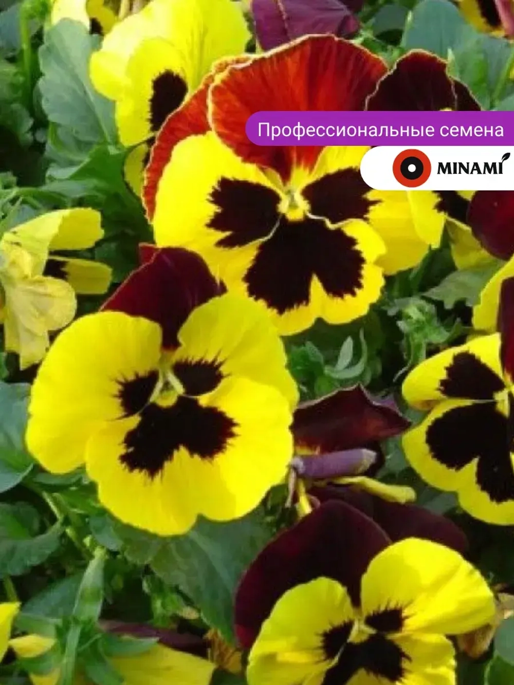 Виола Трампет S1 красные крылья семена 30шт