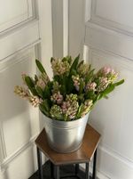 Гиацинт в розовом оттенке