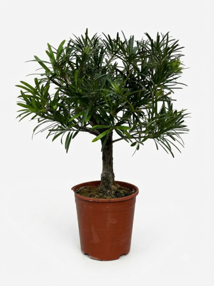 Подокарп крупнолистный Japanese Hinoki Cypress д.15
