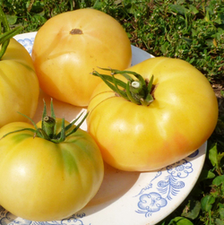 Помидоры Лебединая Песня