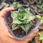 Сансевиерия ZAZA