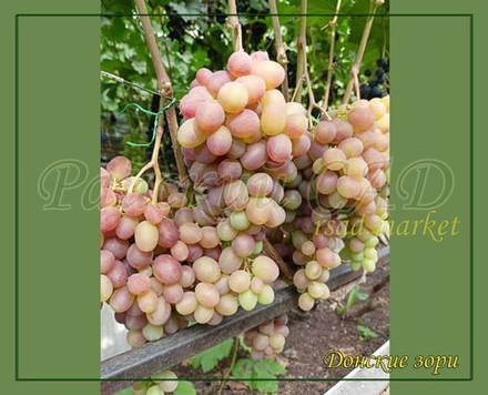 Виноград Донские Зори