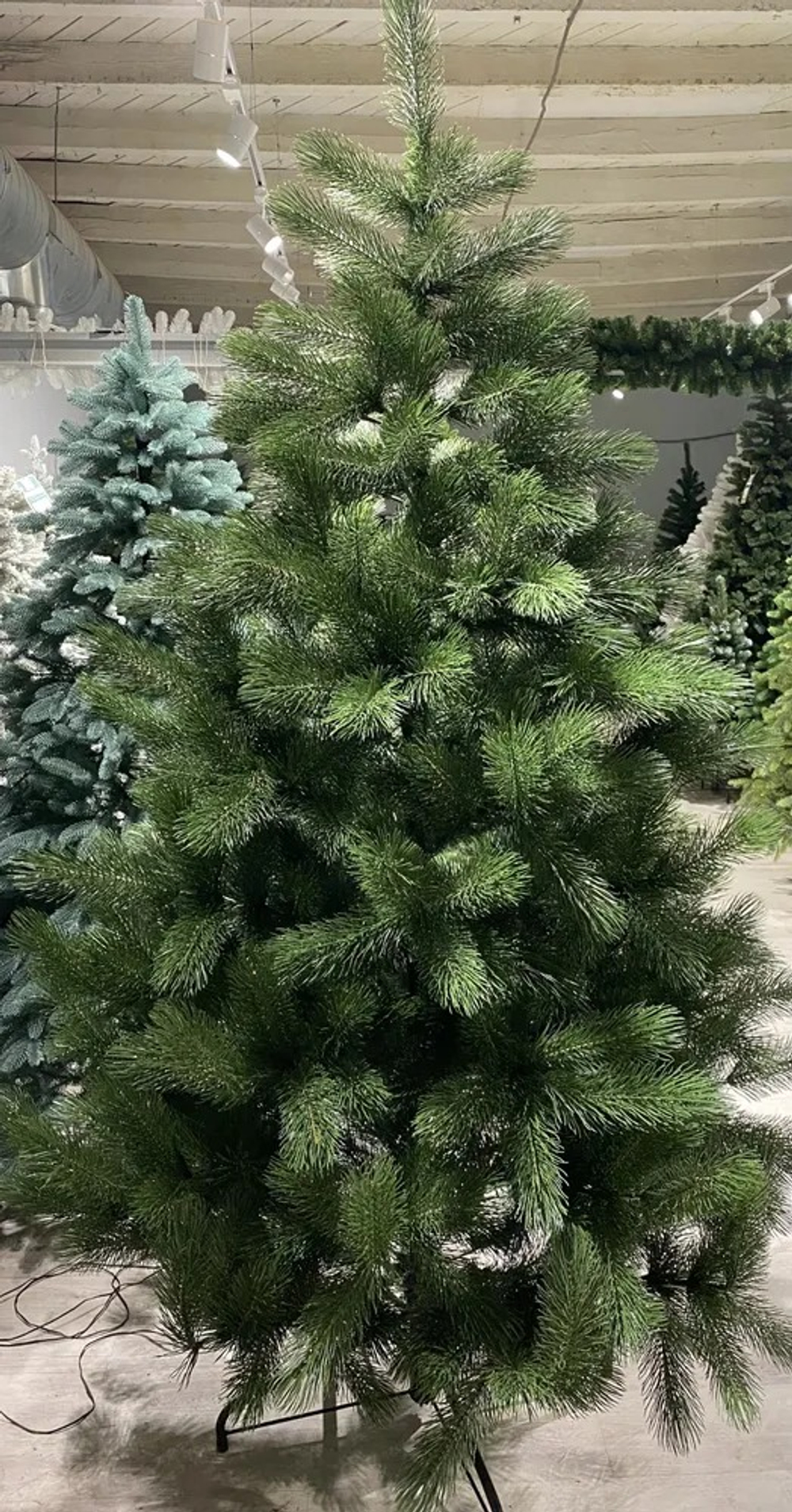 Сосна Царь елка Триумфальная 210 см ТМ-210