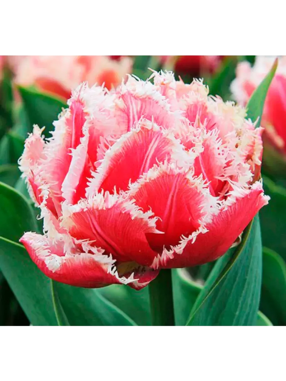 Тюльпаны пионовидные ,луковицы сорт QUEENSLAND (4 штуки)