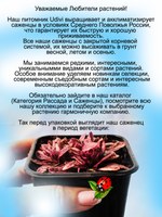 Живучка Принцесса Надя розовая аюга почвопокровник