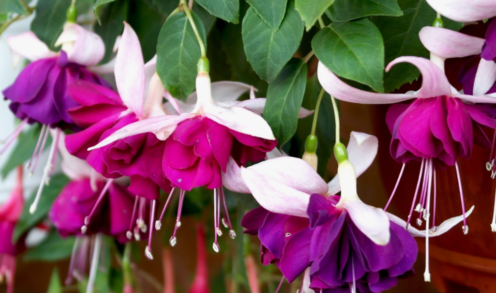 Евро Фуксия Trailing Heri Mochara укоренный черенок ОКС