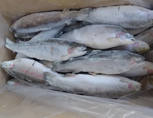 Форель радужная целая 0,8-1,2  (1/25) Турция