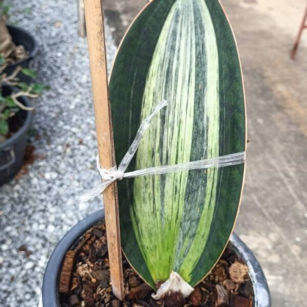 Сансевиерия BRUDA