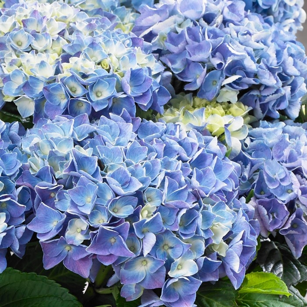 Fabollo Blue /Фаболо Блю ( Стандарт поставки Р9)2025г.