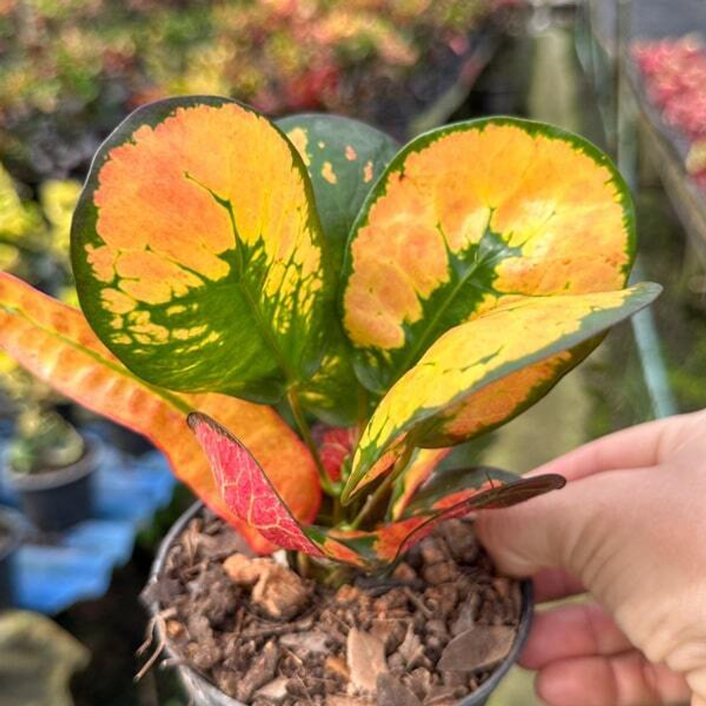 Кротон GIANT TANG HU