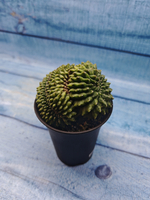 Gymnocalycium Spineless Crested form (Гимнокалициум Кристатный)