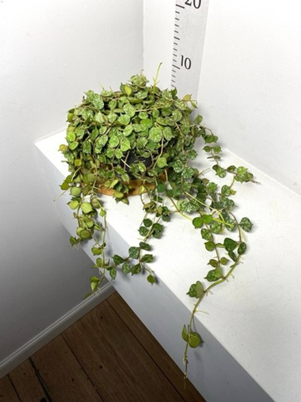 Хойя Куртиси в кашпо, D14см Н20см, 1шт, Нидерланды