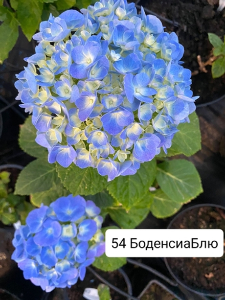 Bodensee Blue/ Боденсия Блю  (Стандарт поставки Р9)2025г.