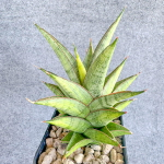 Сансевиерия ROCKMAN VAR