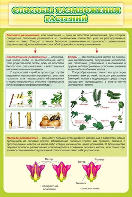 Стенд "Способы размножения растений"