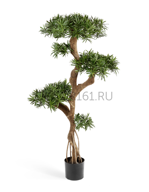 Подокарпус на забавном стволе Новый 135 см 2/2 10.23605N