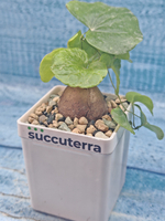 Dioscorea Elephantipes (Диоскорея)