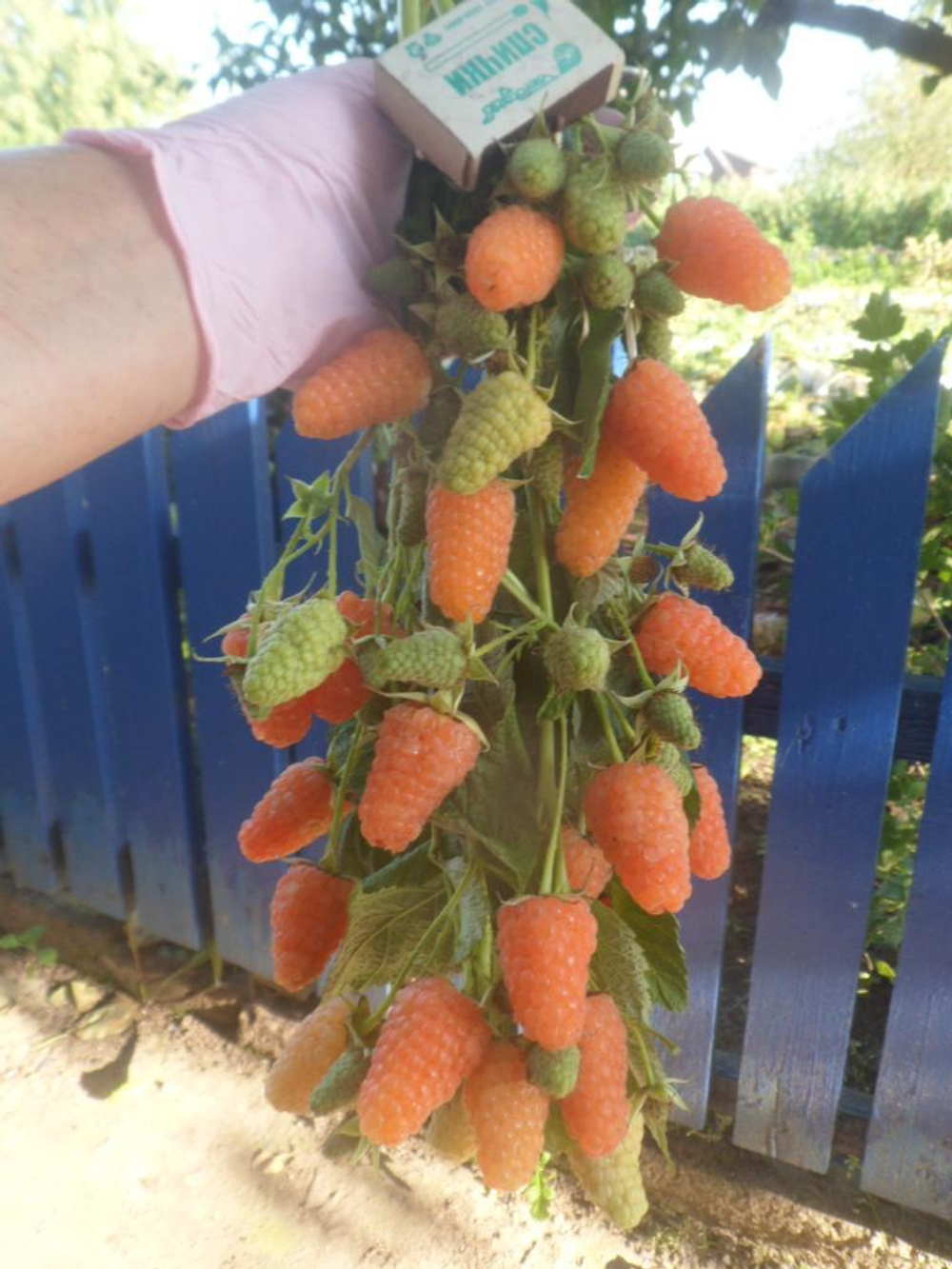 Малина ремонтантная сорт Оранжевое Чудо