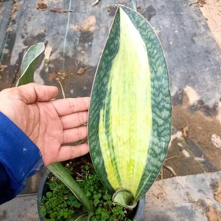 Сансевиерия BRUDA