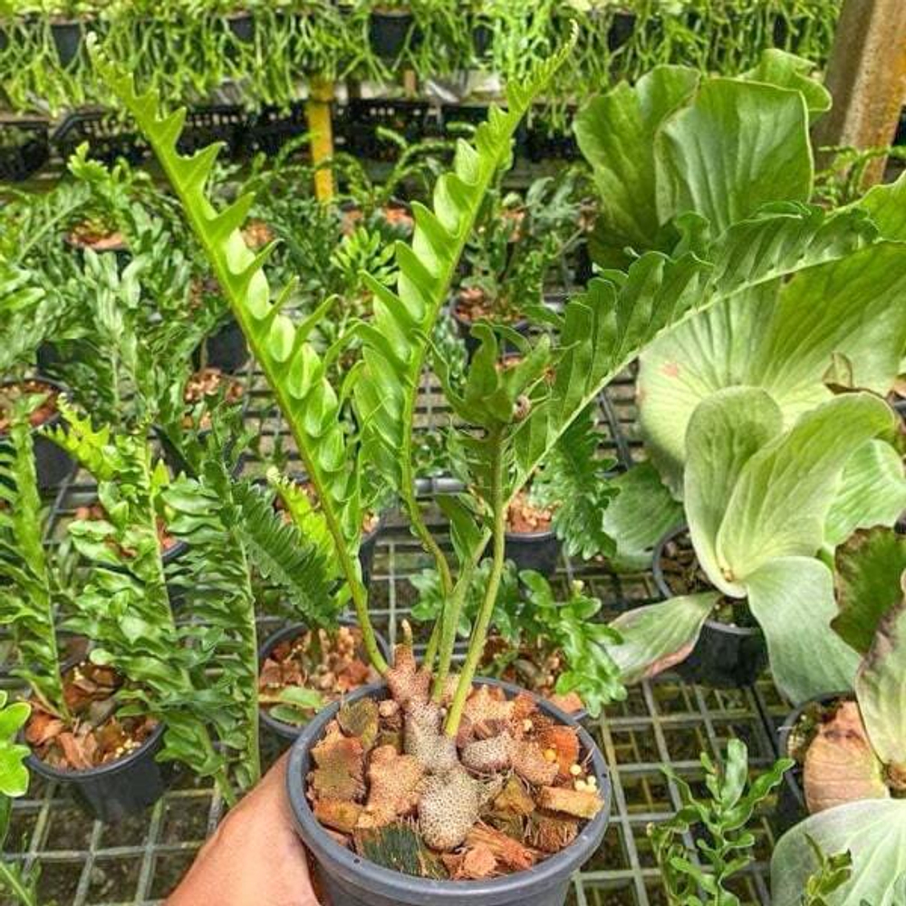 Леканоптерис L.LOMARIOIDES (H81)