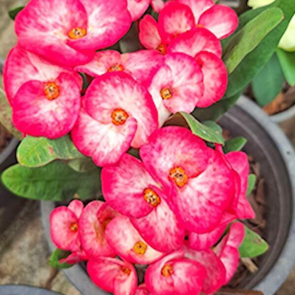 Эуфорбия Миля SHOCKING PINK