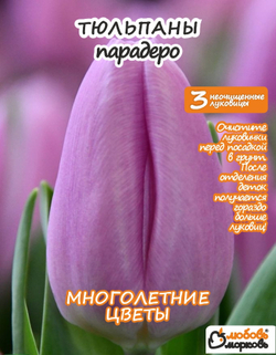 Тюльпан Луковица, Парадеро, 3+шт