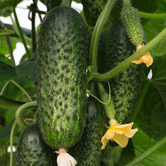 Амарок F1 семена огурца партенокарпического (Bejo / Бейо) продукт – фото 2