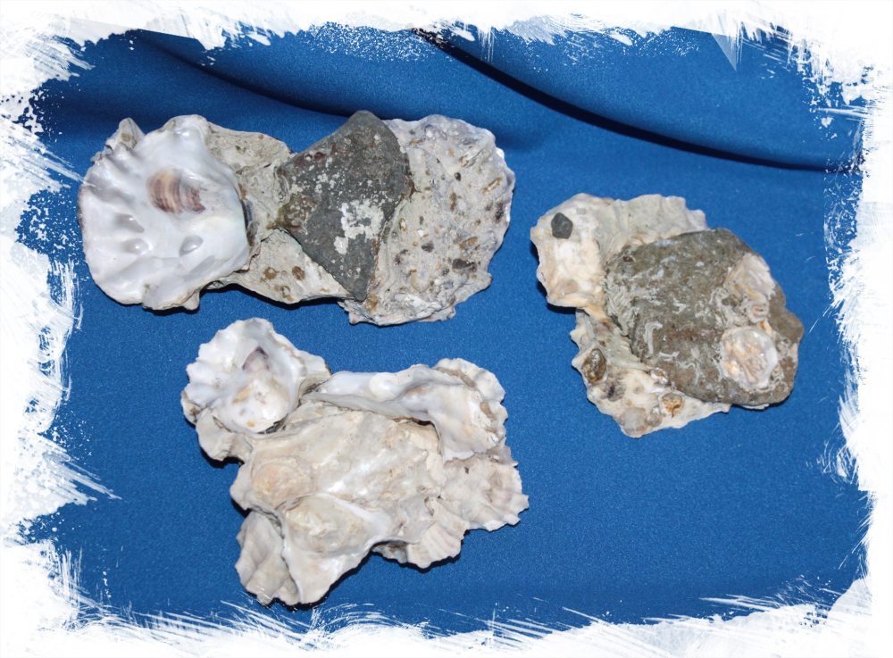 Устричная друза