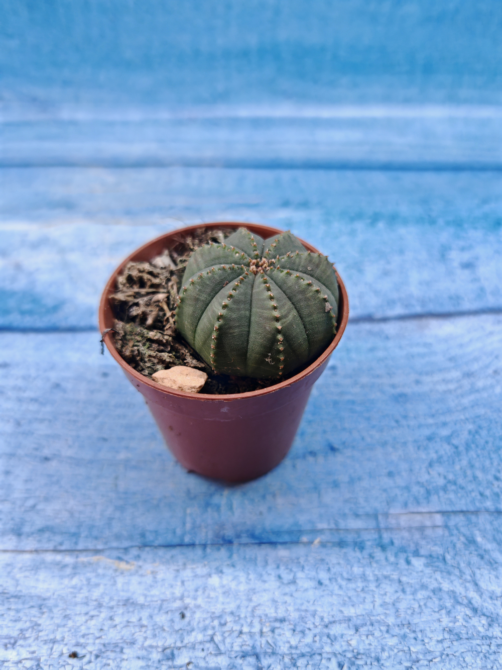 Euphoria Obesa (Эуфорбия)