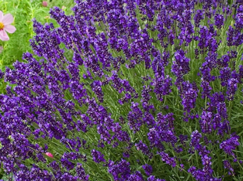 Лаванда Авигнон Эрли Блу рассада конец апреля 26