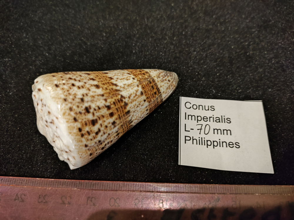 Конус империалис