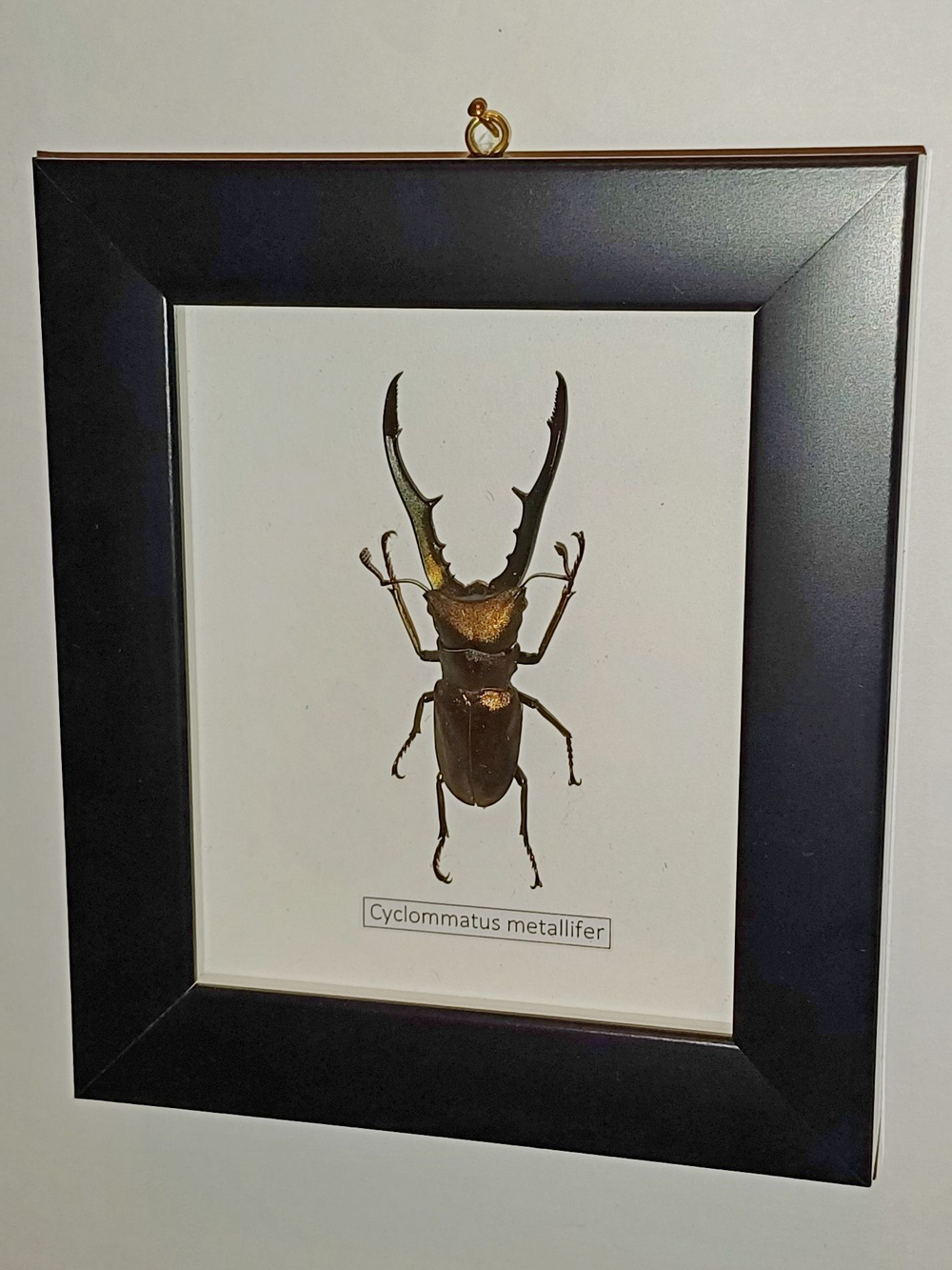 Жук Cyclommatus metallifer в рамке