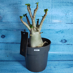 Adenium Baobab (Адениум)
