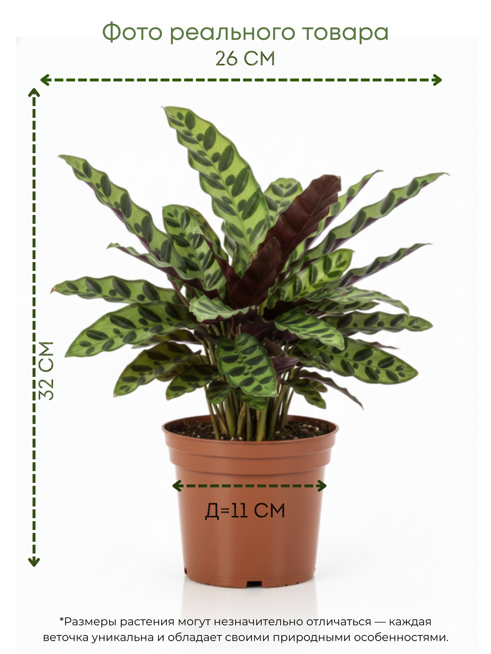 Калатея Leopard Pattern д.11
