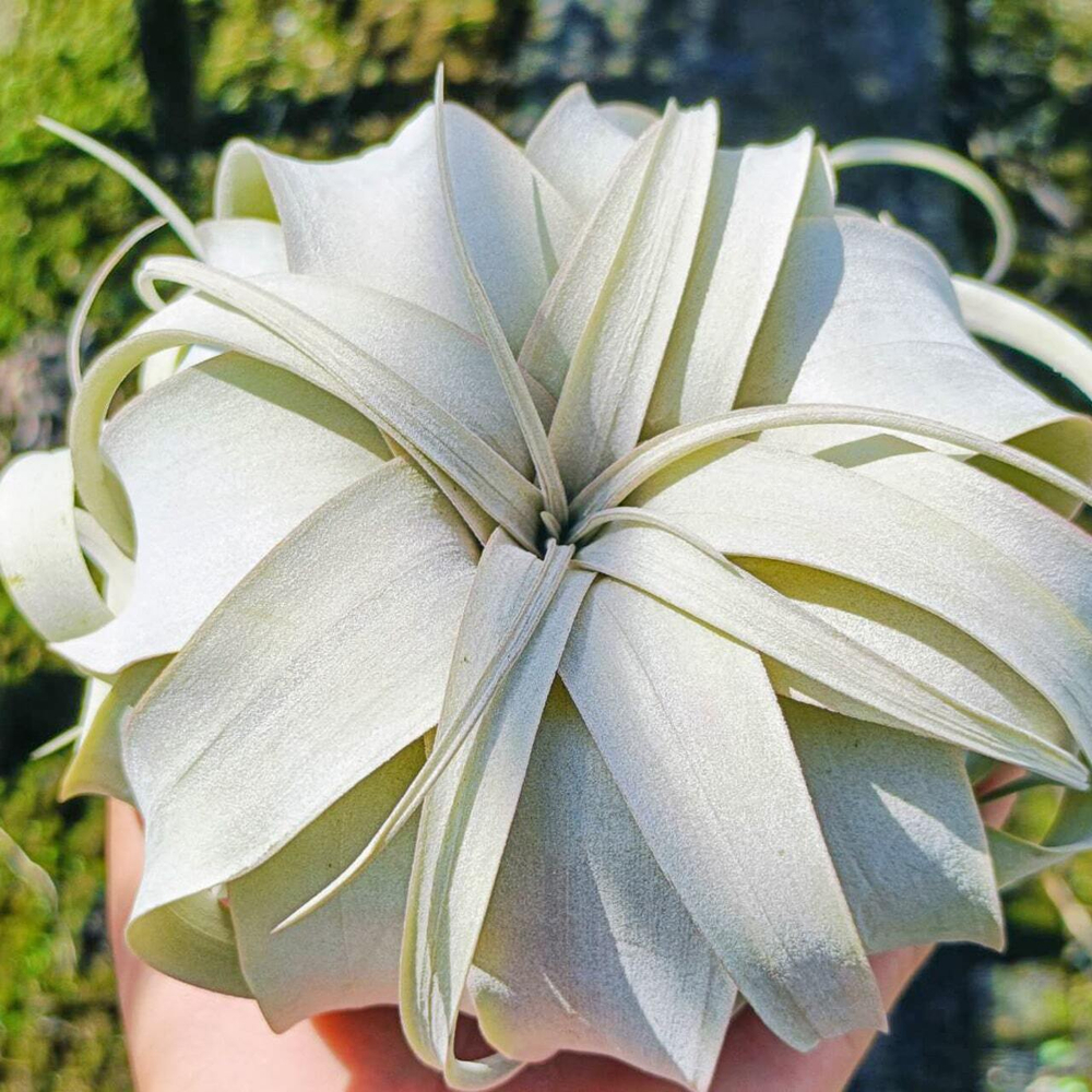 Тилландсия xerographica M