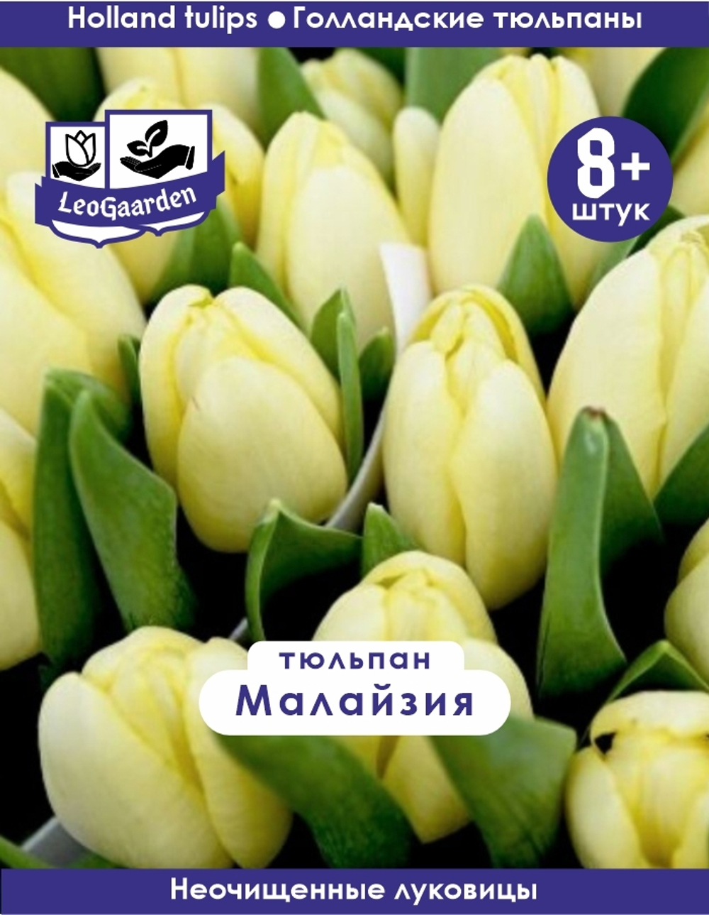 Тюльпан Луковица, Малайзия, 8+ шт