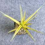 Сансевиерия GRACILIS HYBRID VAR s.L