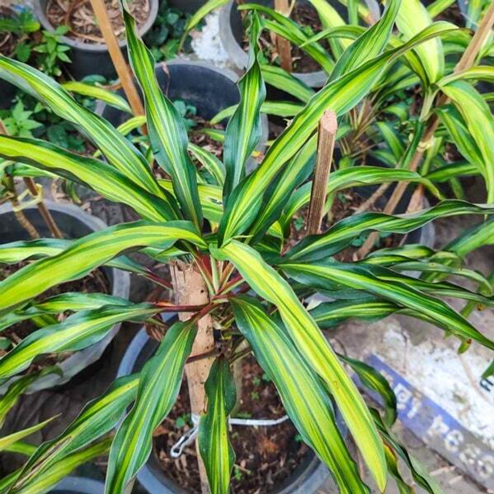 Кордилина SAI SAPHAI KHUN YING