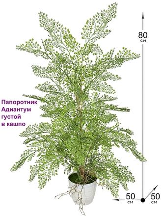 Папоротники