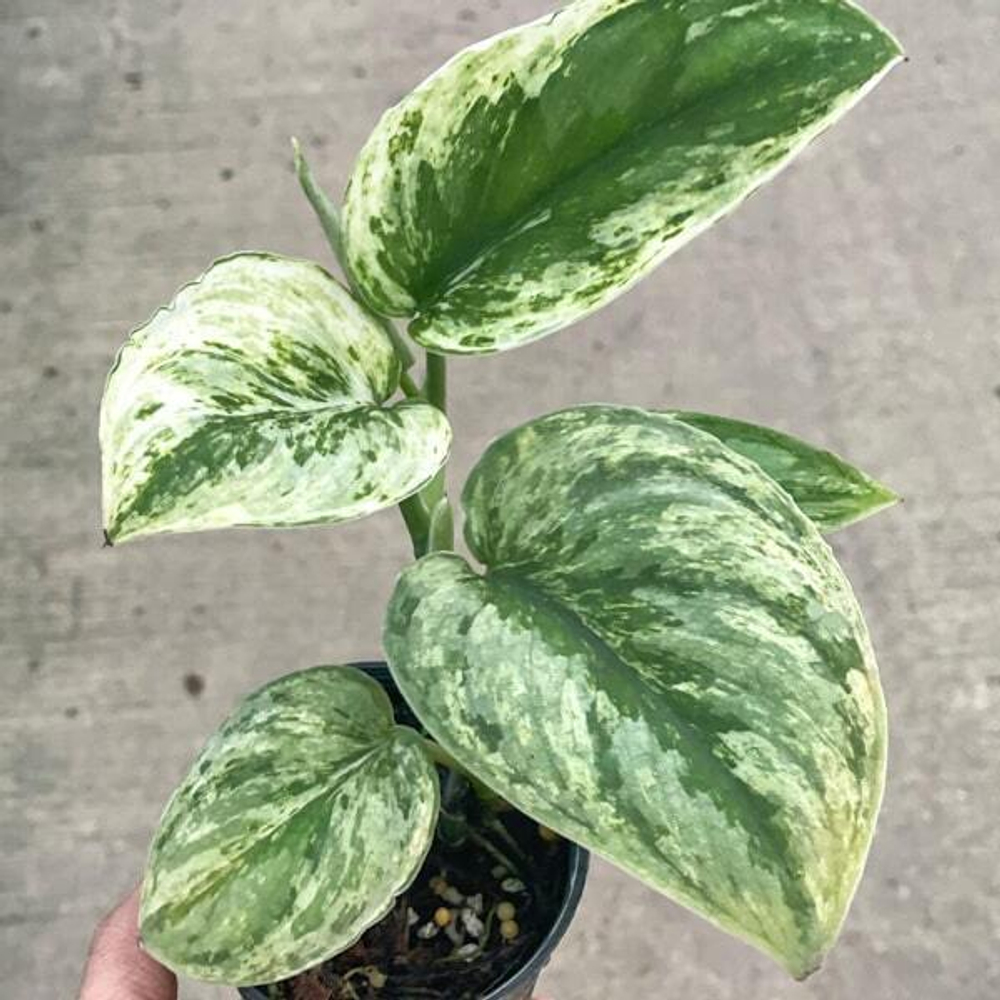 Сциндапсус PICTUS EXOTICA VAR HOLOGRAM