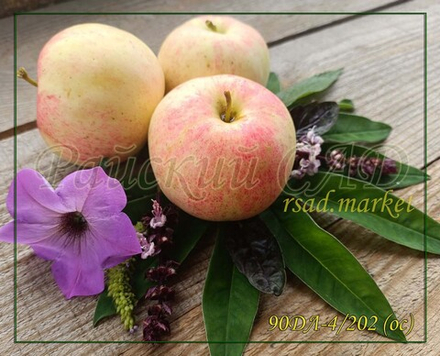 Яблоня 90ДЛ - 4/202