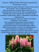 Люпин Оттенки розового многолетник