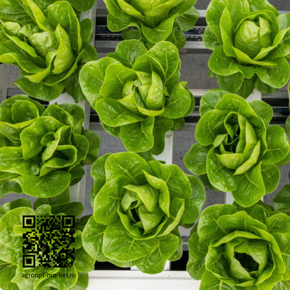 Рабелло_семена_салата_ромэн_Rijk_Zwaan_салат_опт – фото 4