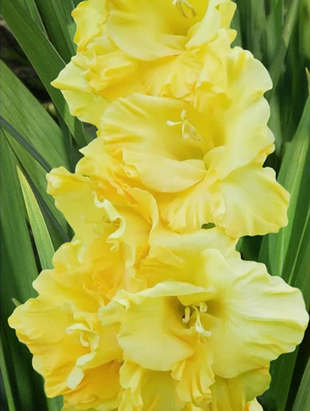 Гладиолус крупноцветковый Джестер голд луковица март 2026