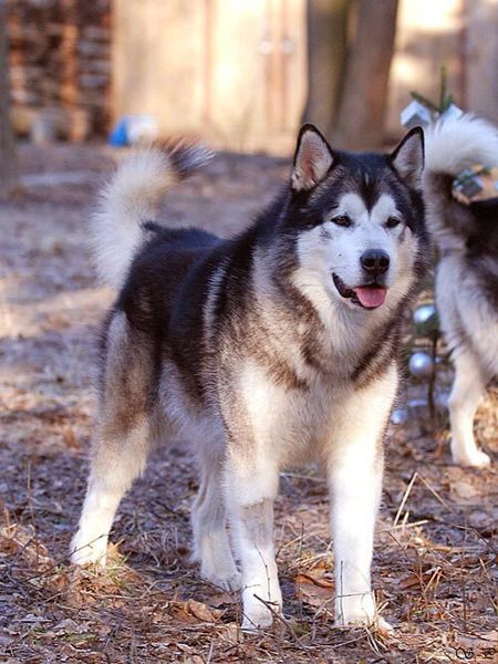 Восточносибирская лайка Восточносибирская лайка