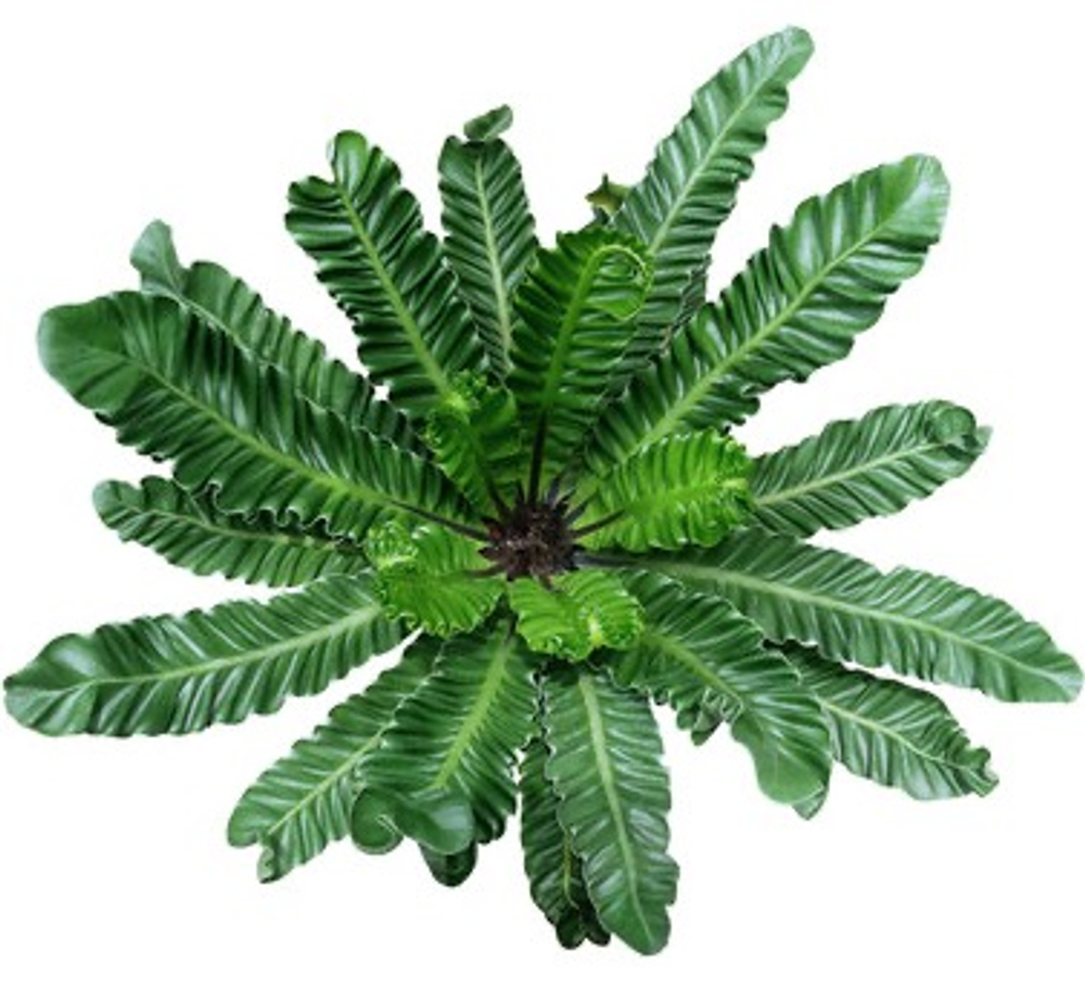 Асплениум Кобра