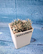 Opuntia Hintonii (Опунция)