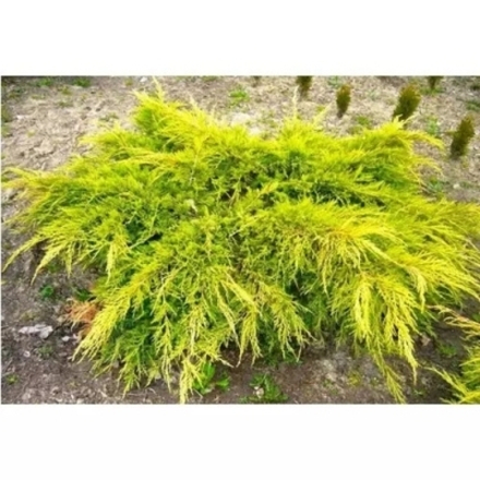 Можжевельник средний Голдкиссен С26 80-100