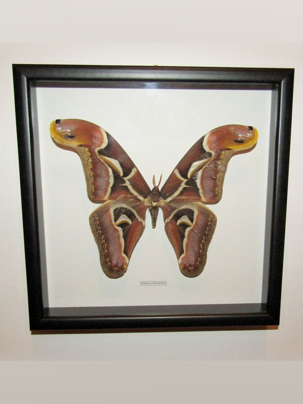 Бабочка Attacus edwardsii в рамке