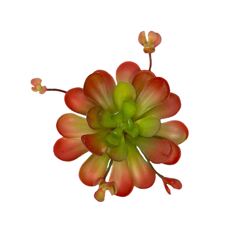 Суккулент эониум красный 18 см